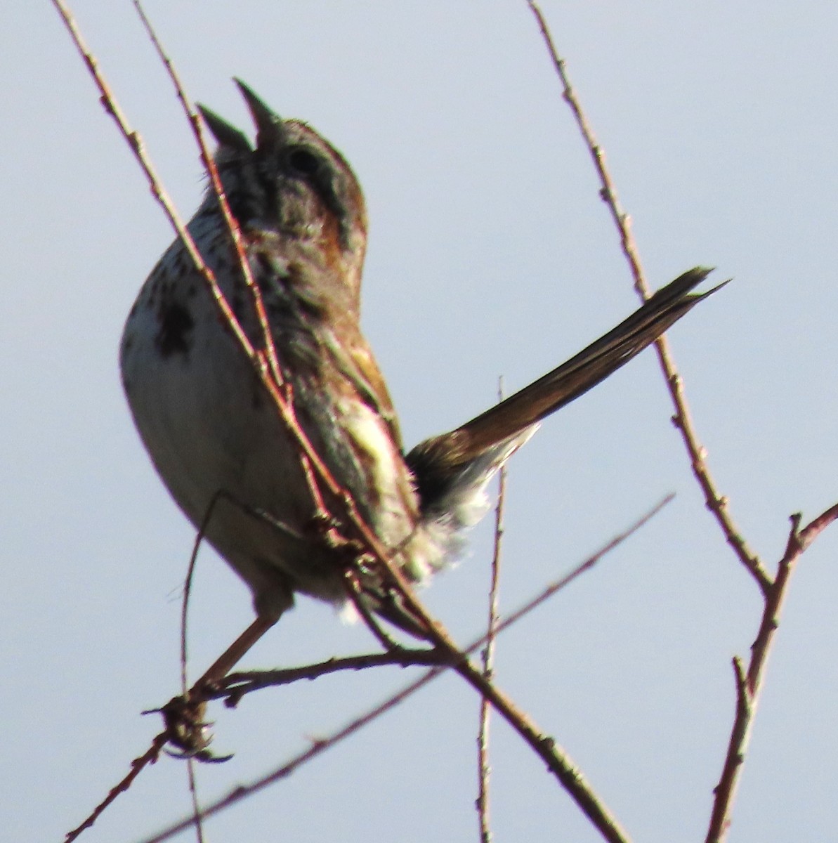Song Sparrow - ML637048332