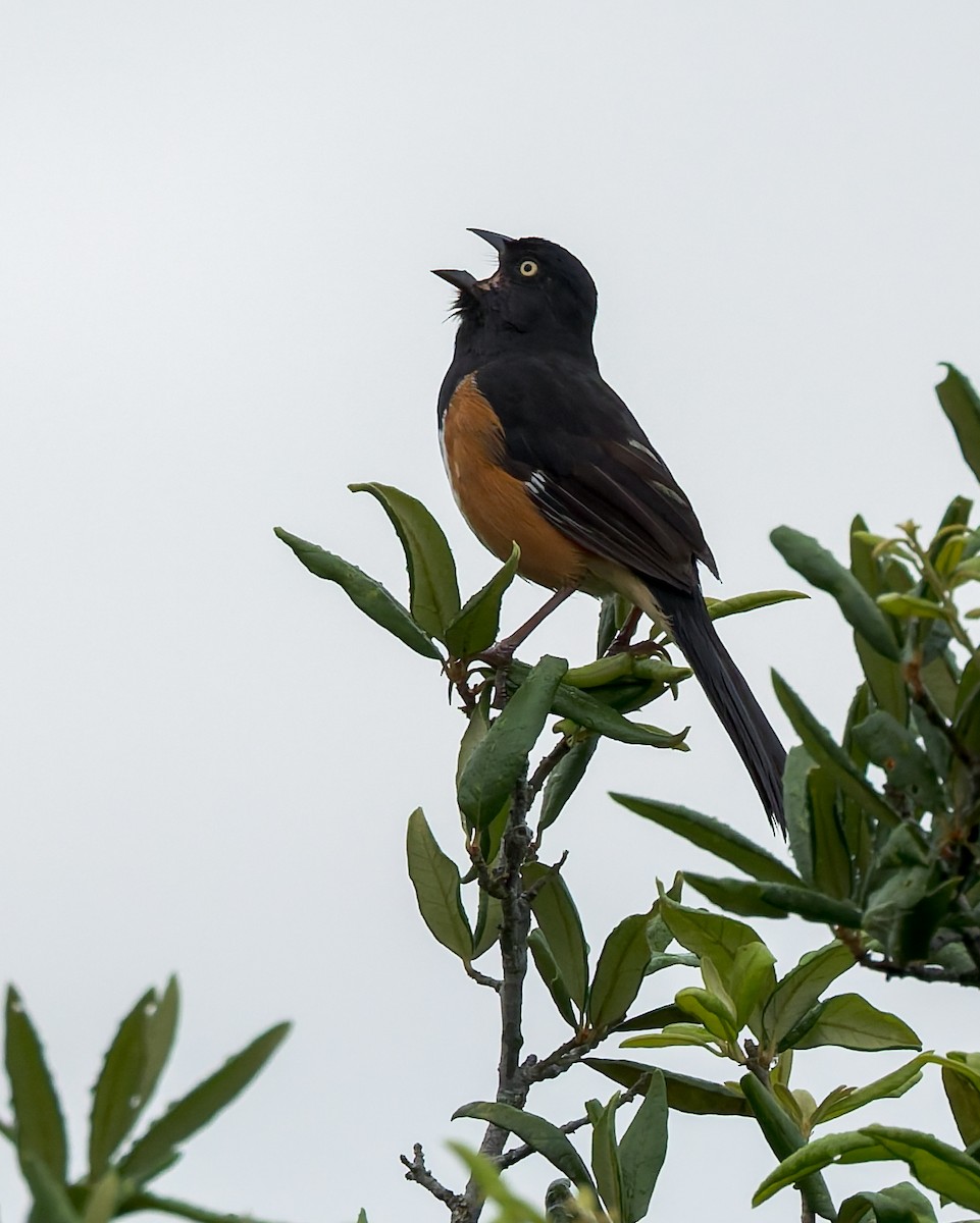 Eastern Towhee - ML637048333