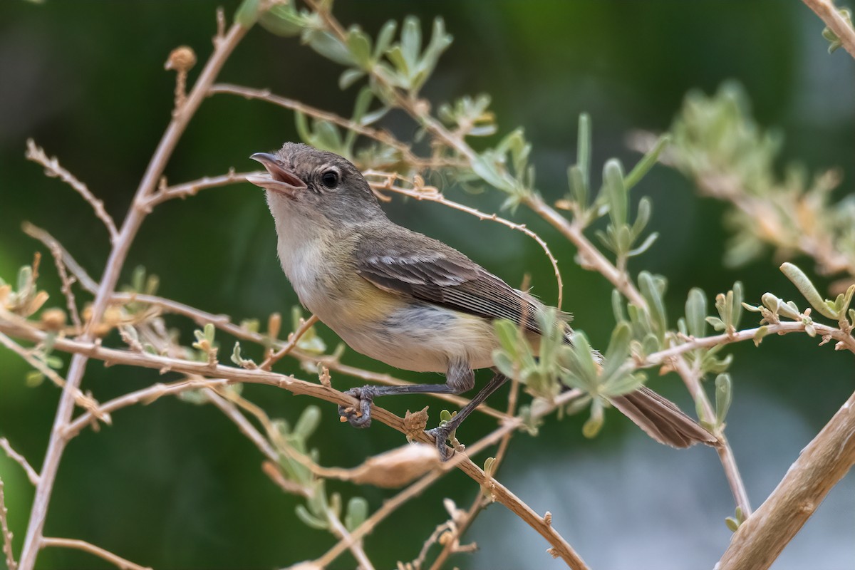 Bell's Vireo - ML637048334