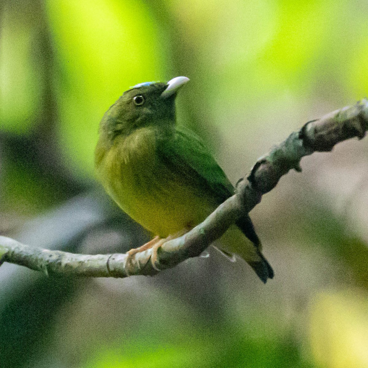 Opal-crowned Manakin - ML637048335