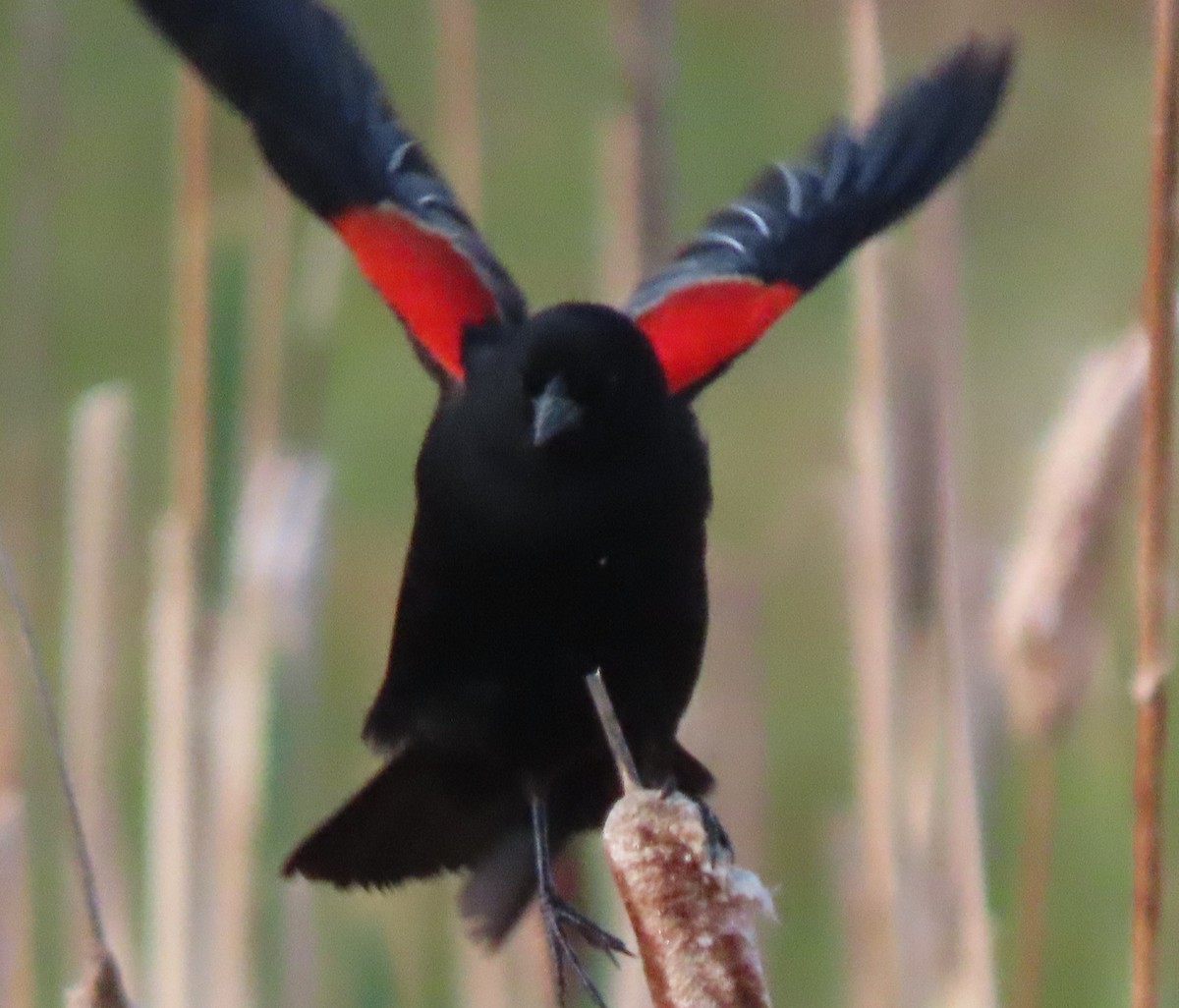 Red-winged Blackbird - ML637048337