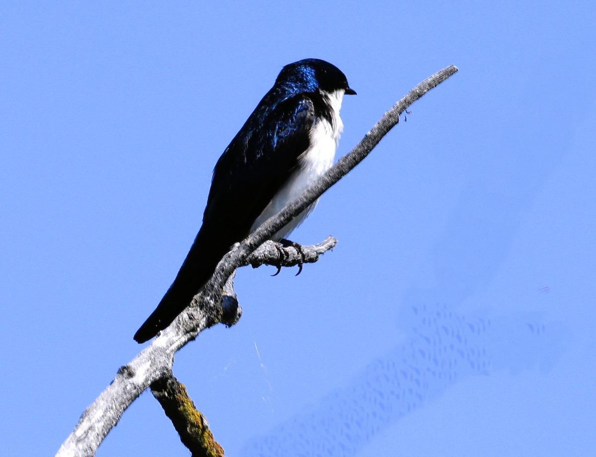 Tree Swallow - ML637048339