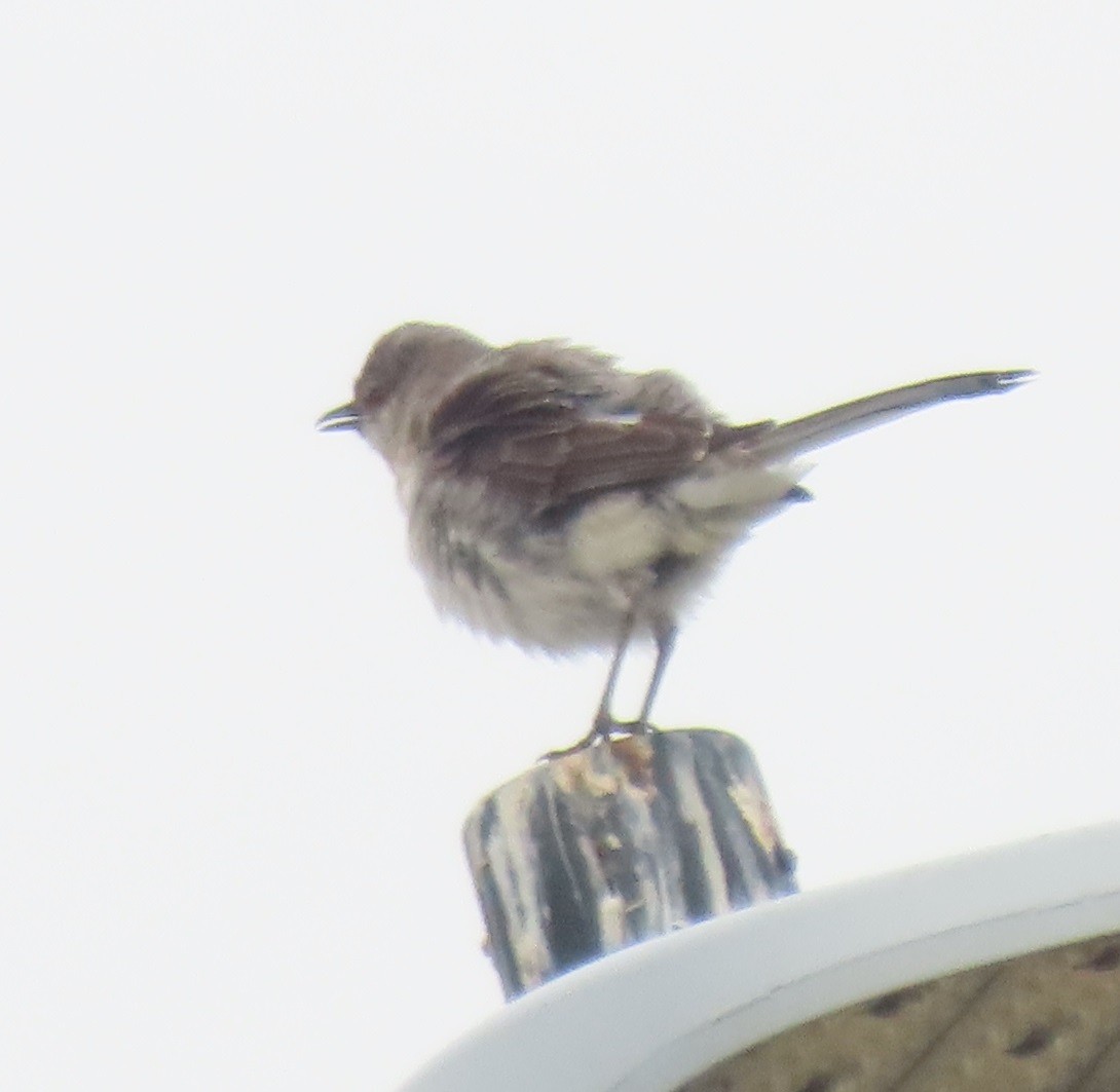 Northern Mockingbird - ML637048340
