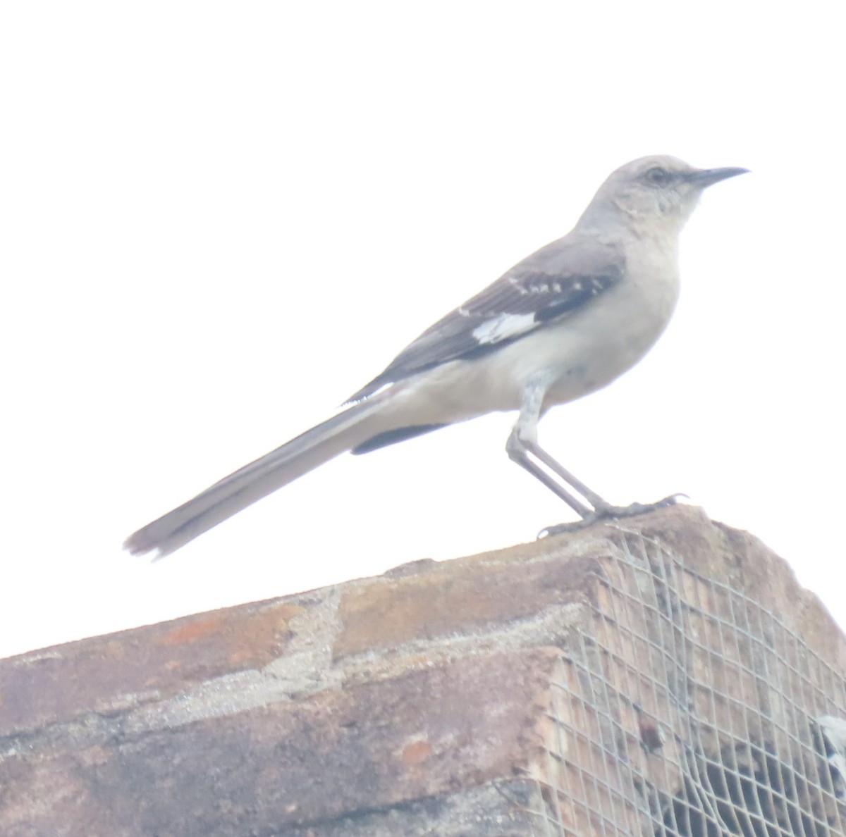 Northern Mockingbird - ML637048341