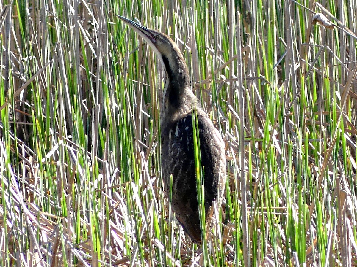 American Bittern - ML637048342