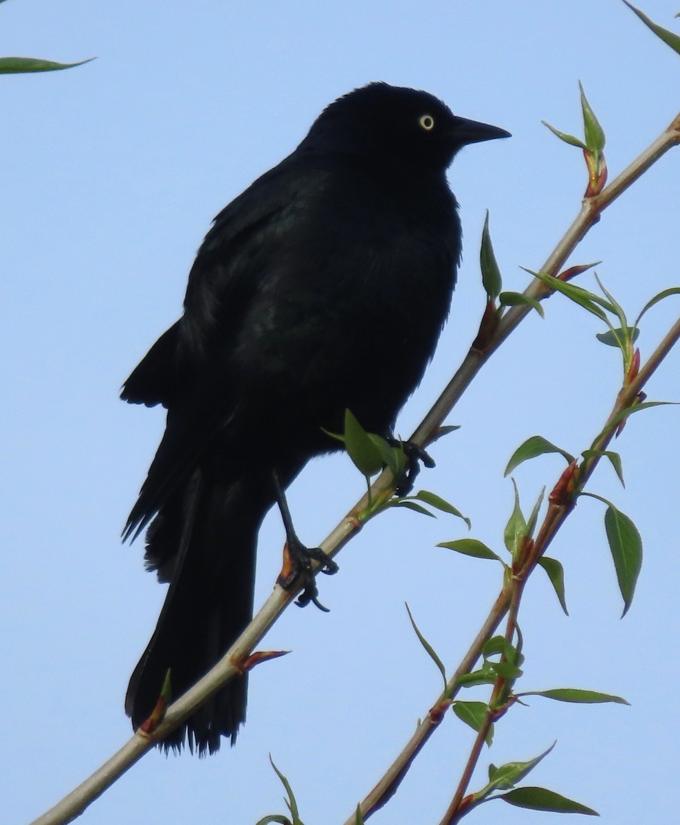Brewer's Blackbird - ML637048343