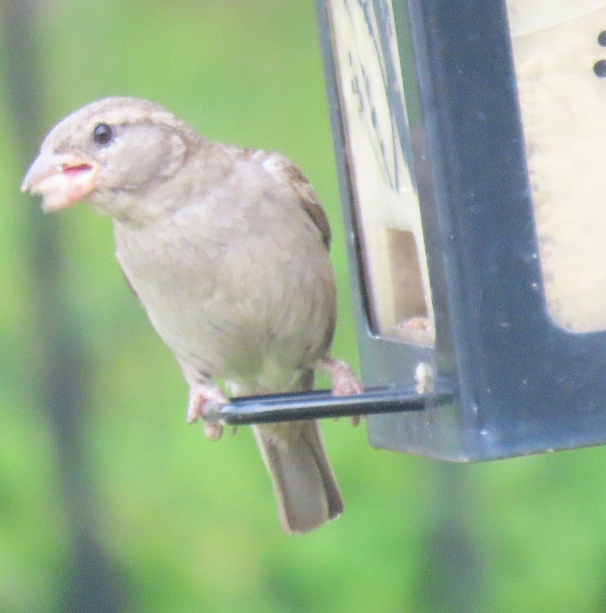 House Sparrow - ML637048344