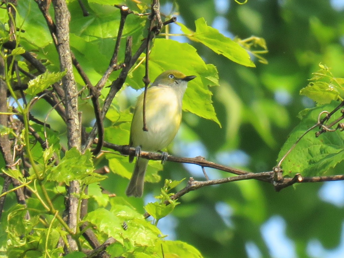 White-eyed Vireo - ML637048345