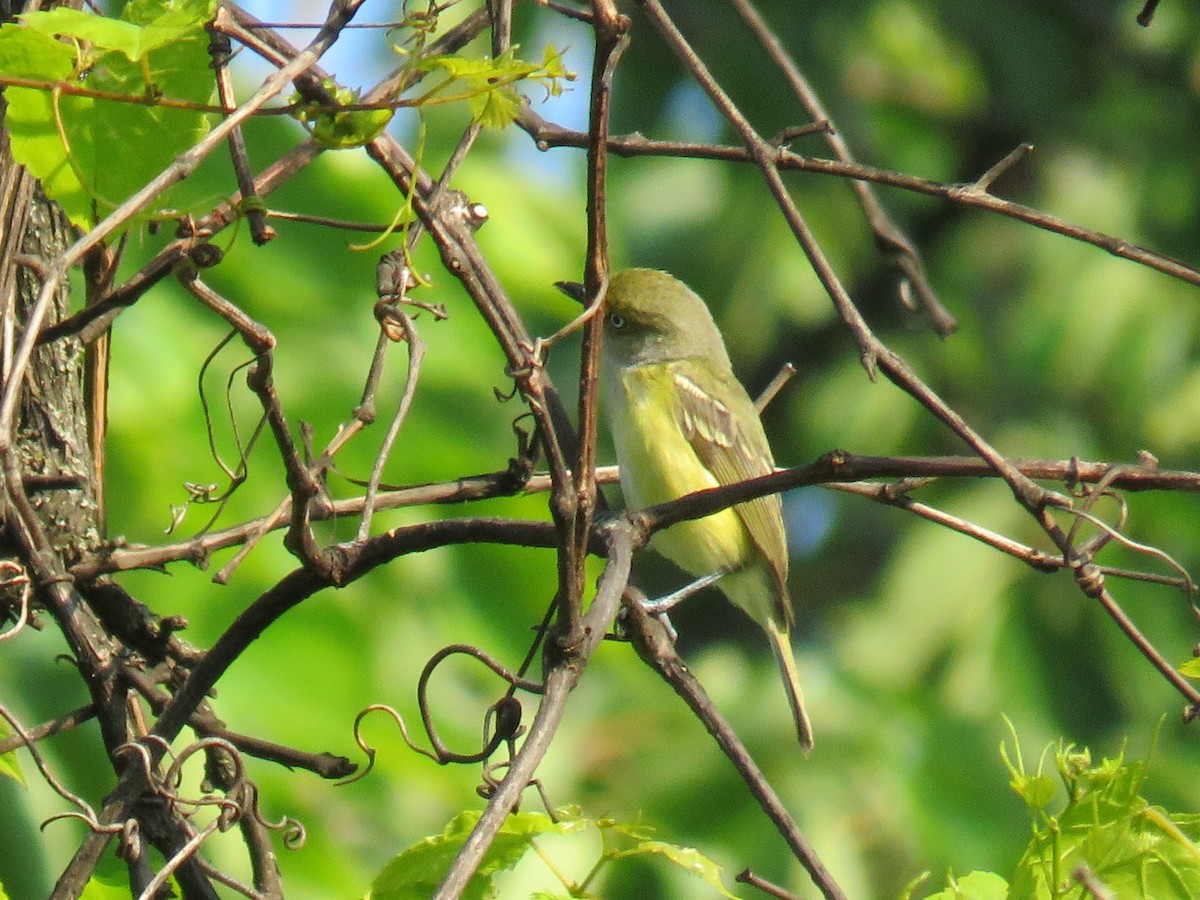 White-eyed Vireo - ML637048346