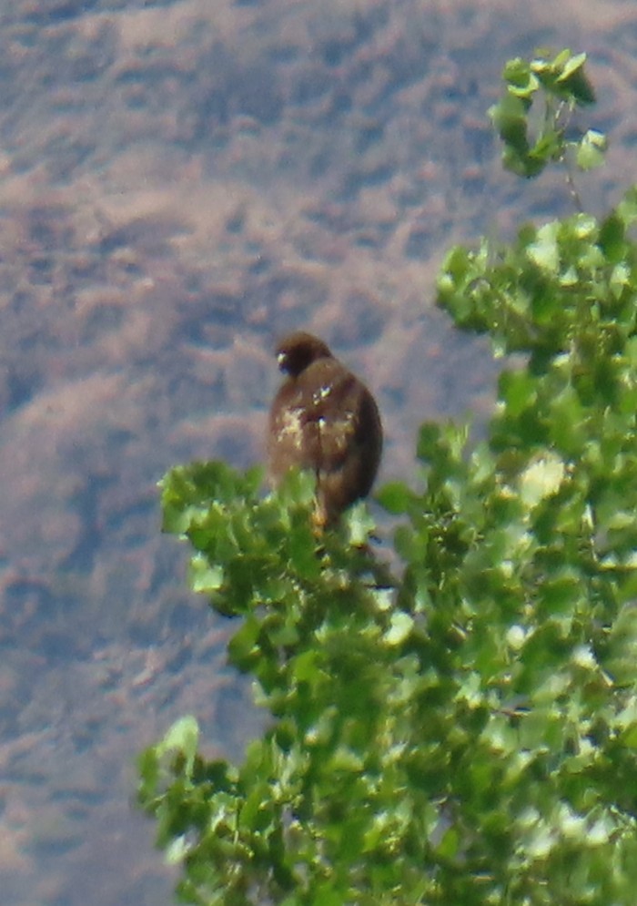 Red-tailed Hawk - ML637048347