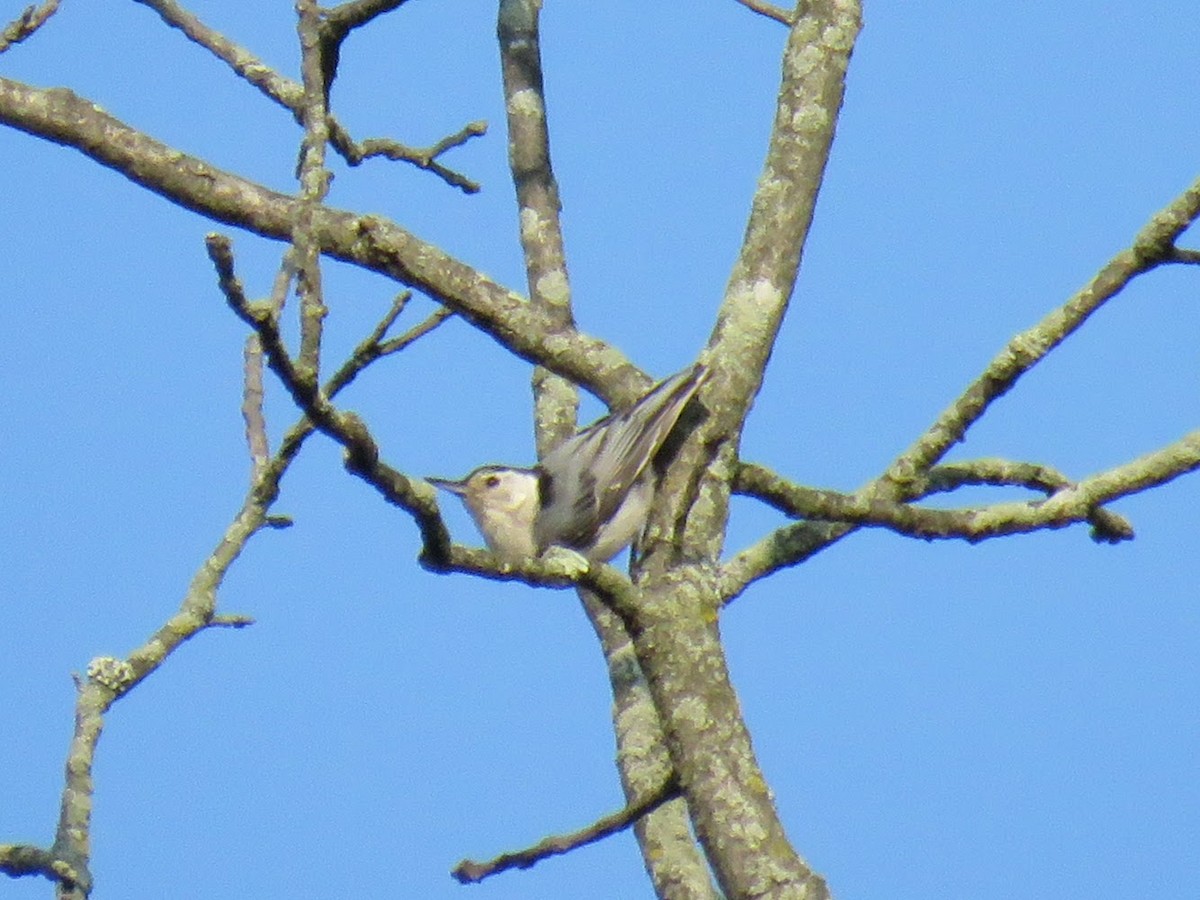 White-breasted Nuthatch - ML637048349