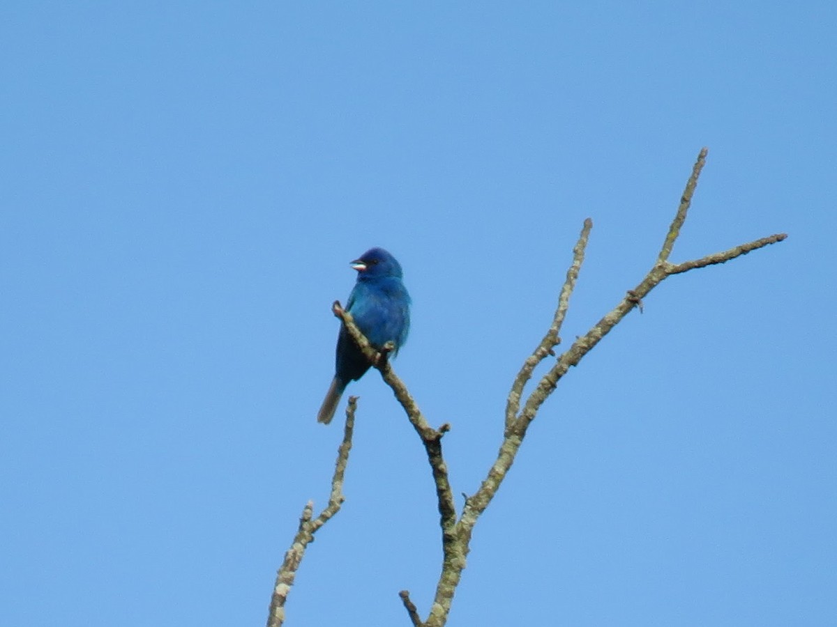 Indigo Bunting - ML637048362