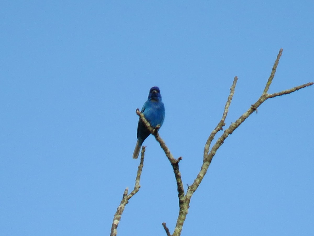 Indigo Bunting - ML637048363