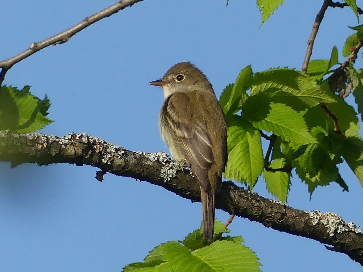 Alder Flycatcher - ML637048364