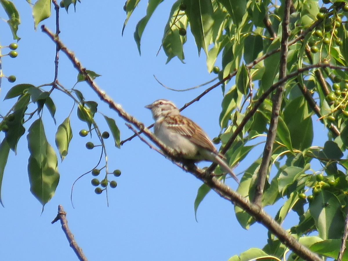 Chipping Sparrow - ML637048372