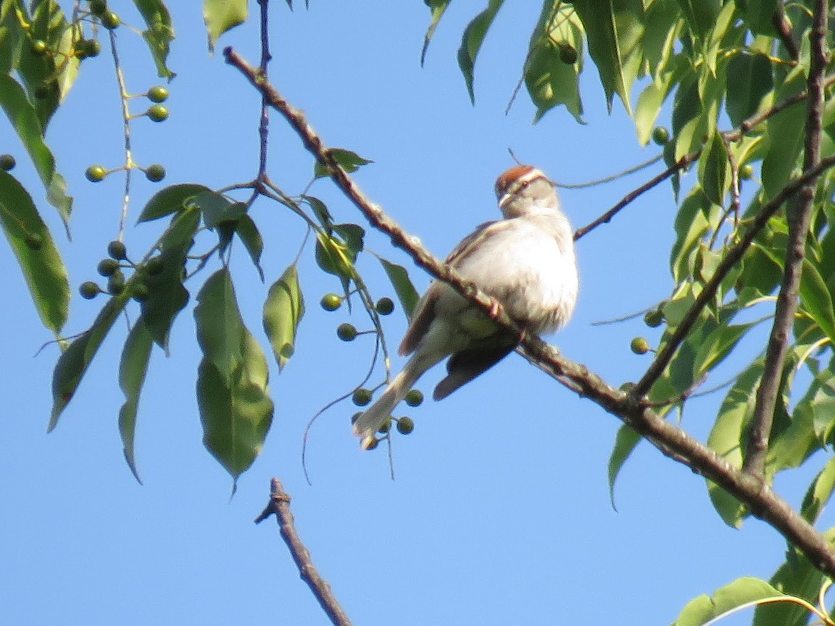 Chipping Sparrow - ML637048373