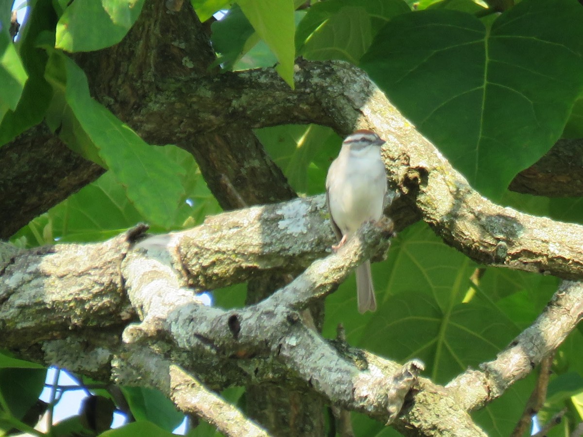 Chipping Sparrow - ML637048374