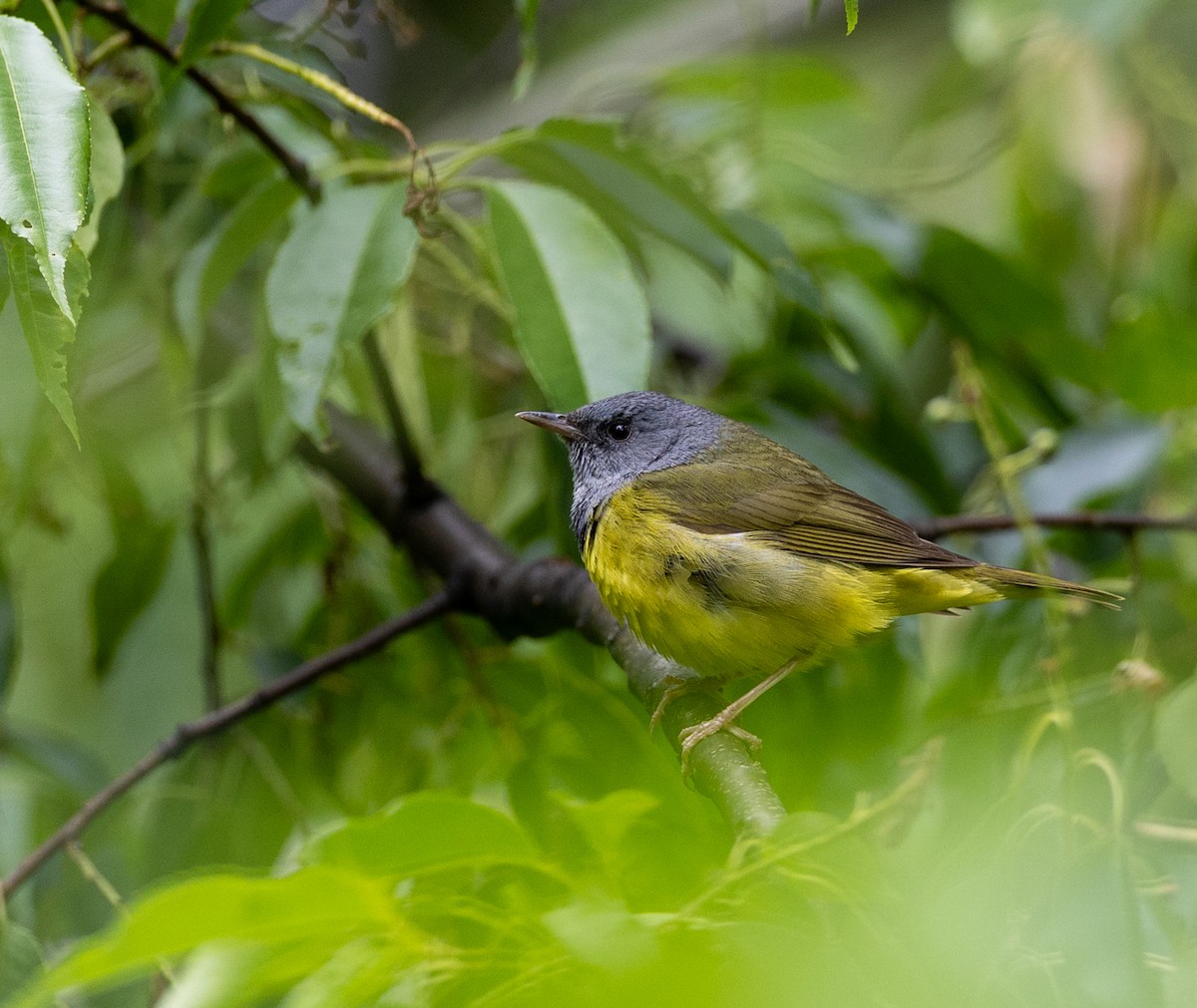 Mourning Warbler - ML637048397