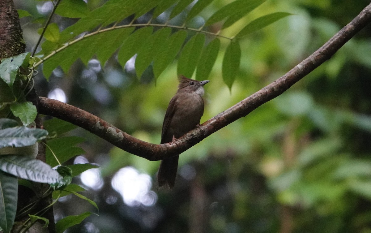 Ochraceous Bulbul - ML637048405