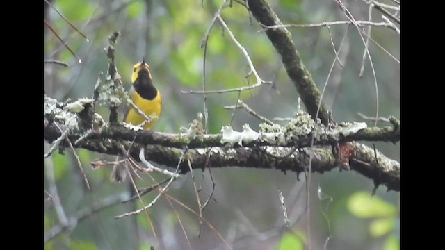 Hooded Warbler - ML637048420