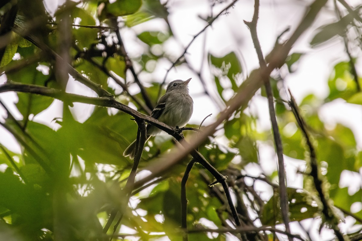 Gray-breasted Flycatcher - ML637048458