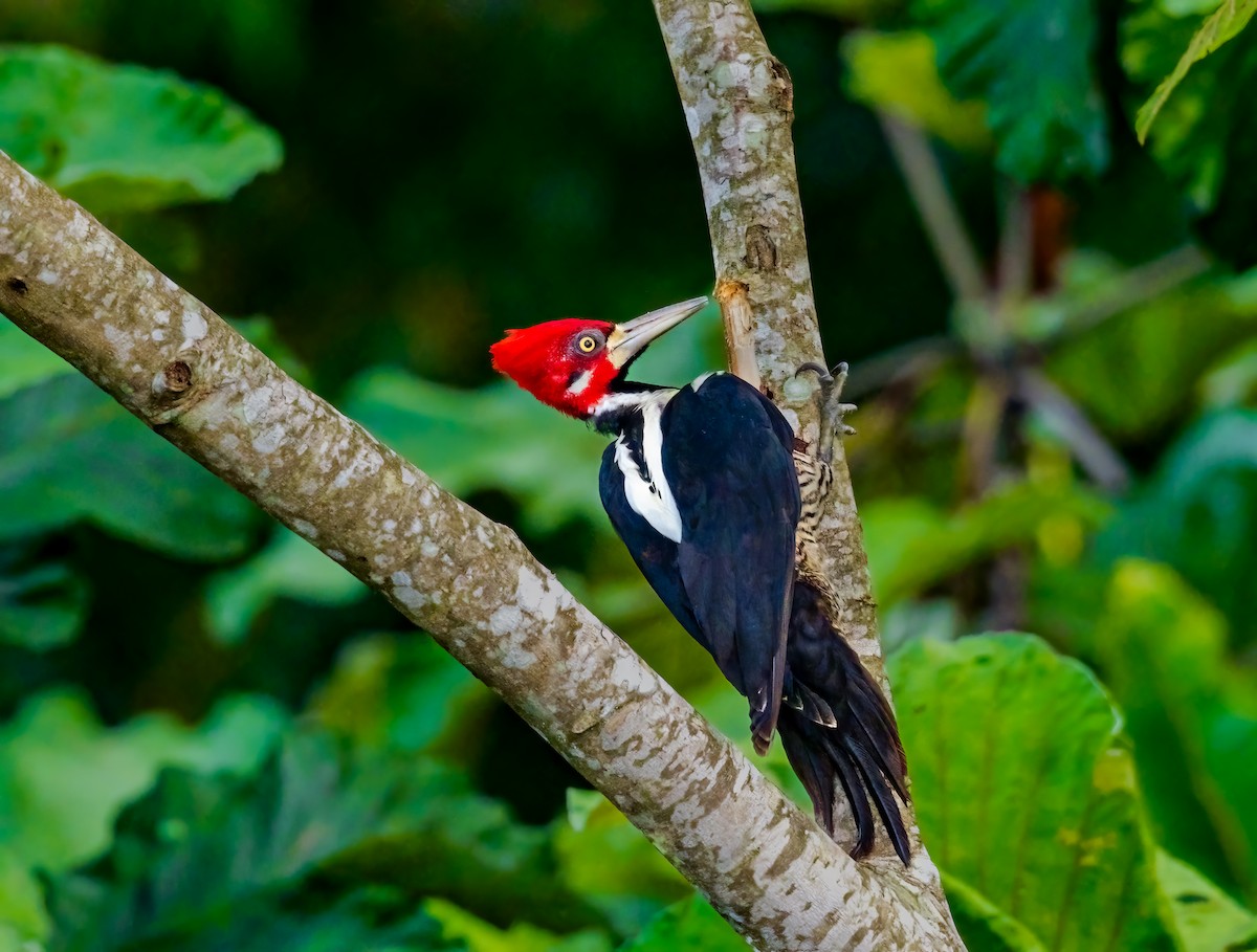 Crimson-crested Woodpecker - ML637048459
