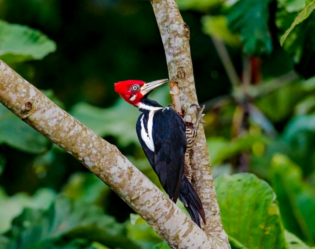 Crimson-crested Woodpecker - ML637048460