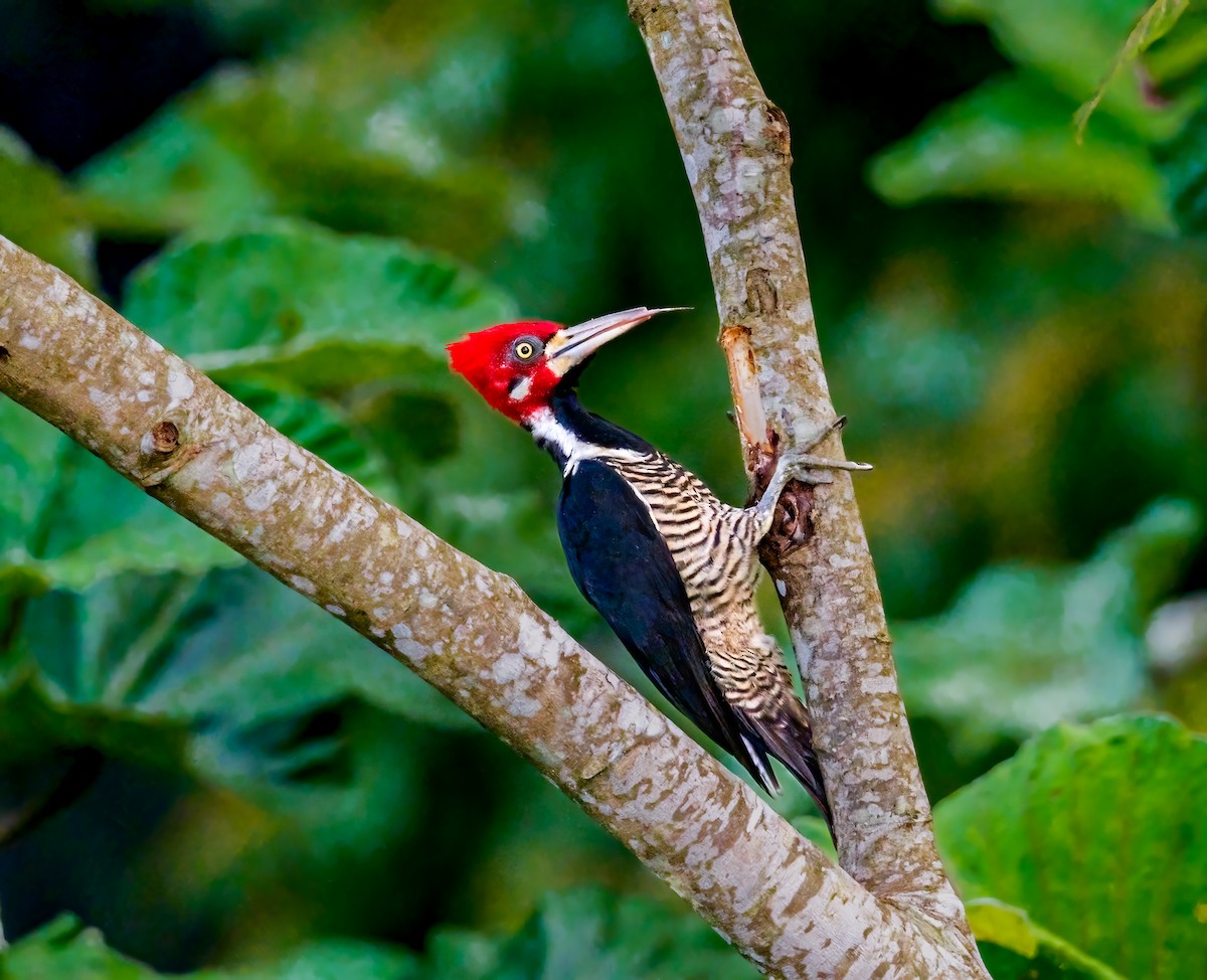 Crimson-crested Woodpecker - ML637048461