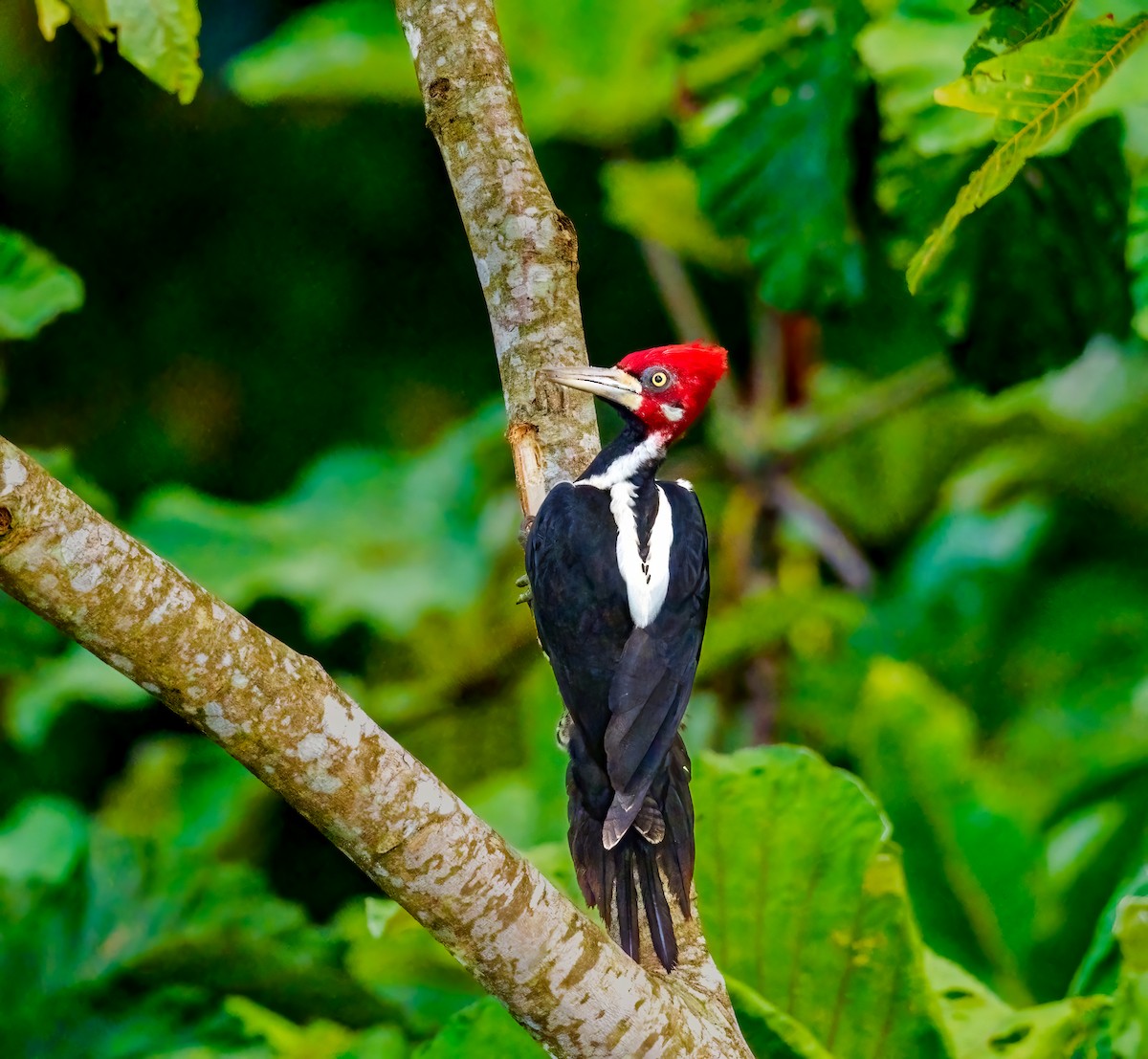 Crimson-crested Woodpecker - ML637048462