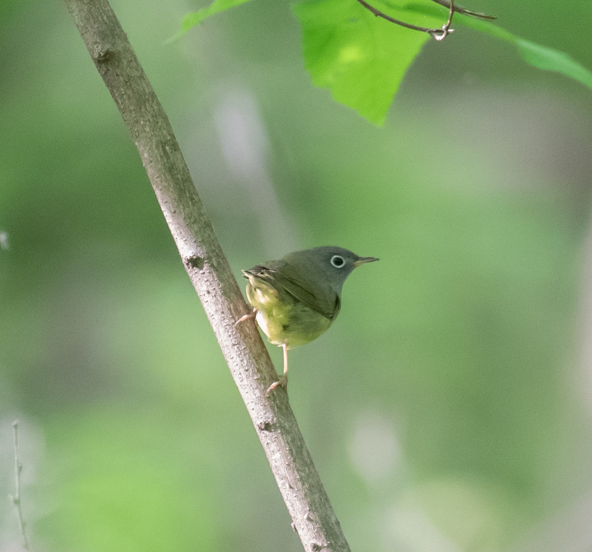 Connecticut Warbler - ML637048464