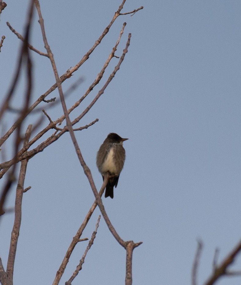 Olive-sided Flycatcher - ML637048474
