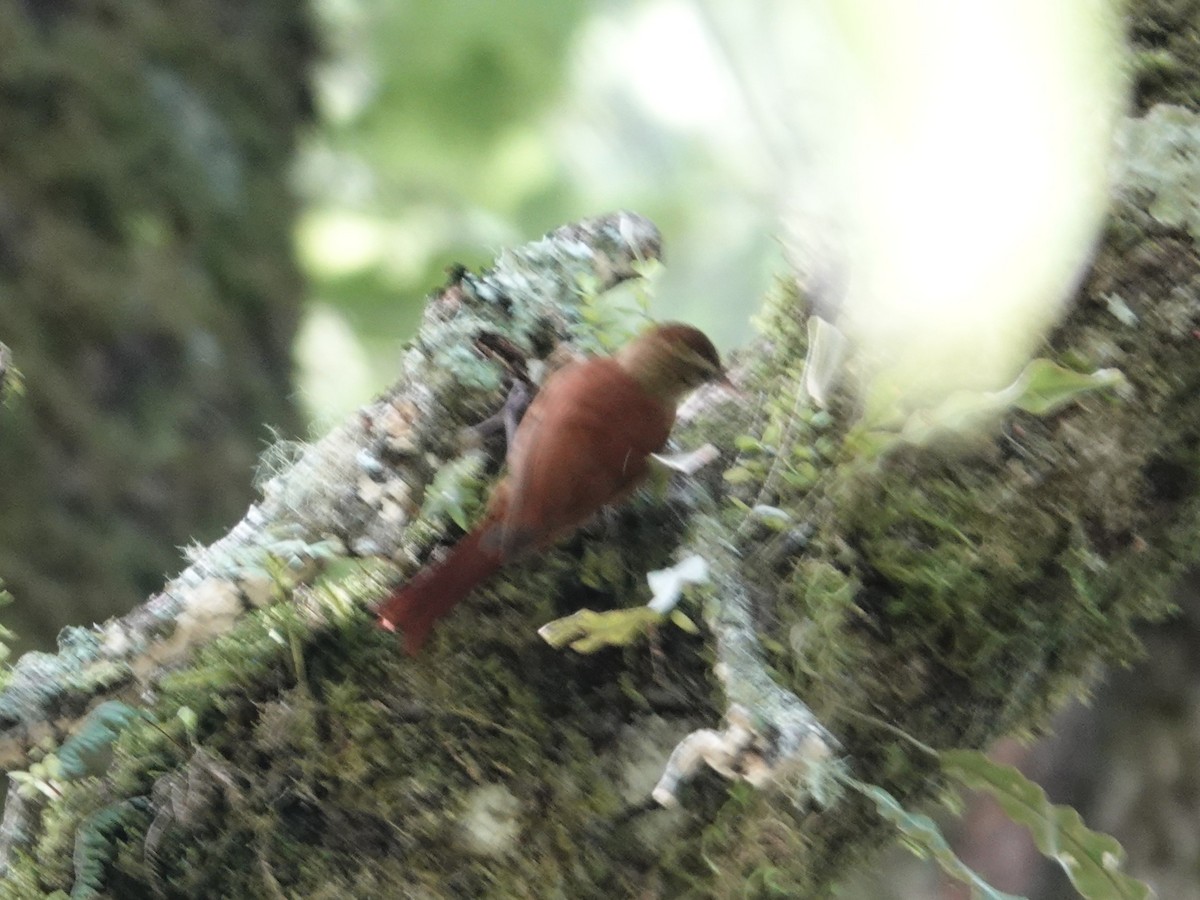 Ruddy Treerunner - ML637048478