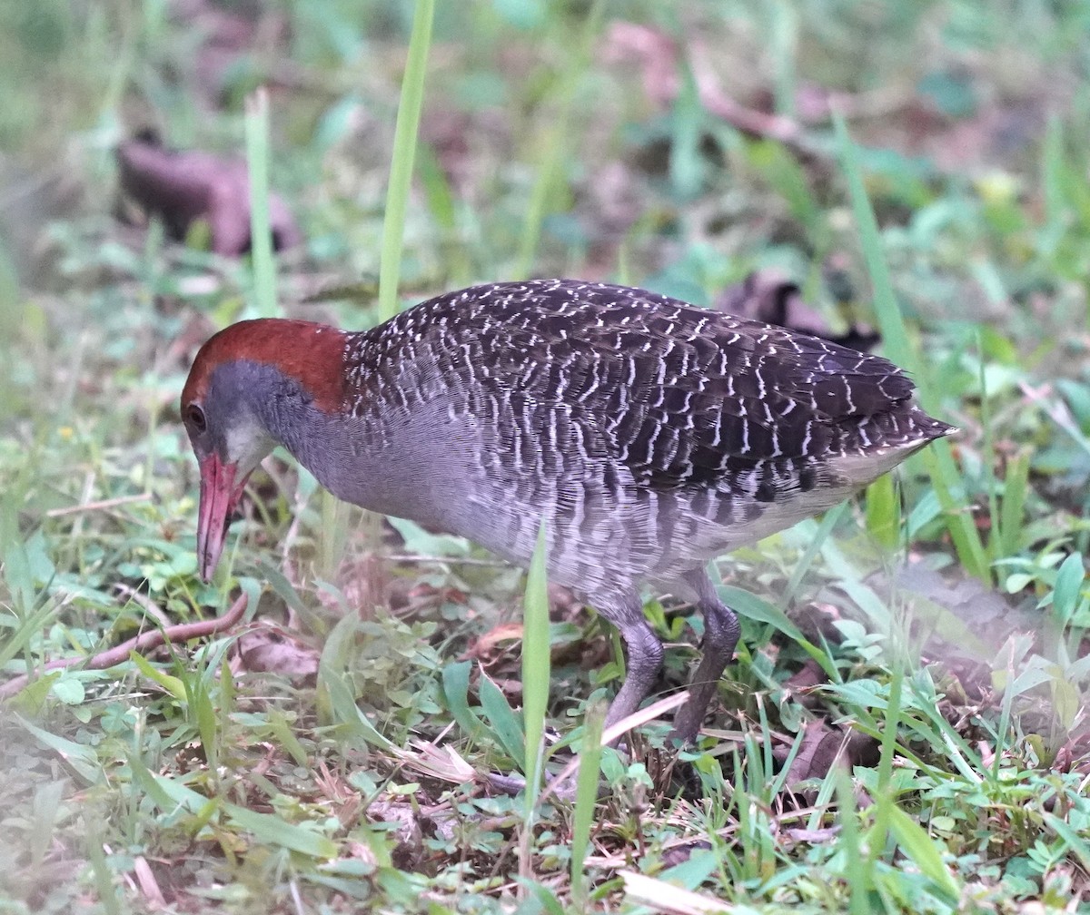 Slaty-breasted Rail - ML637048482