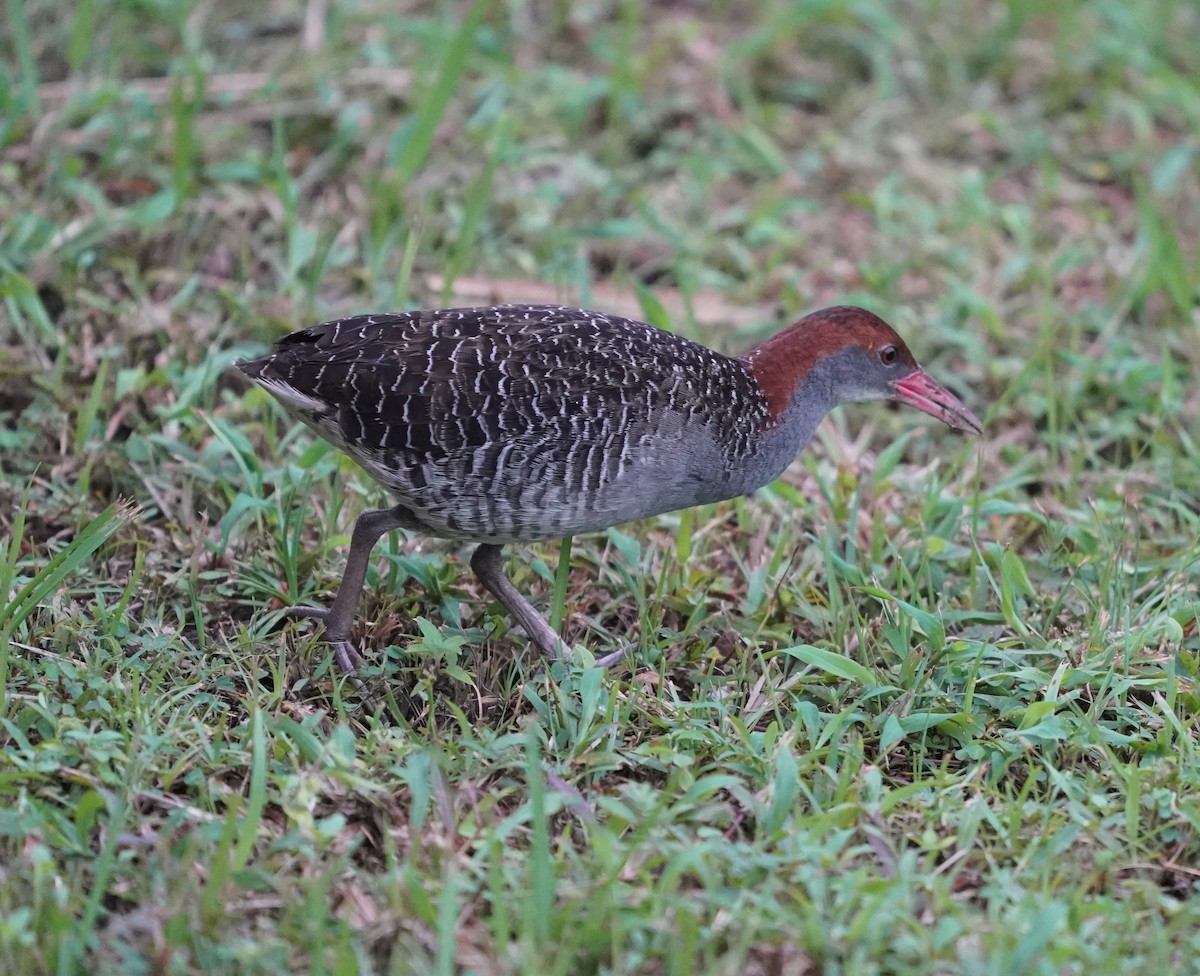 Slaty-breasted Rail - ML637048483