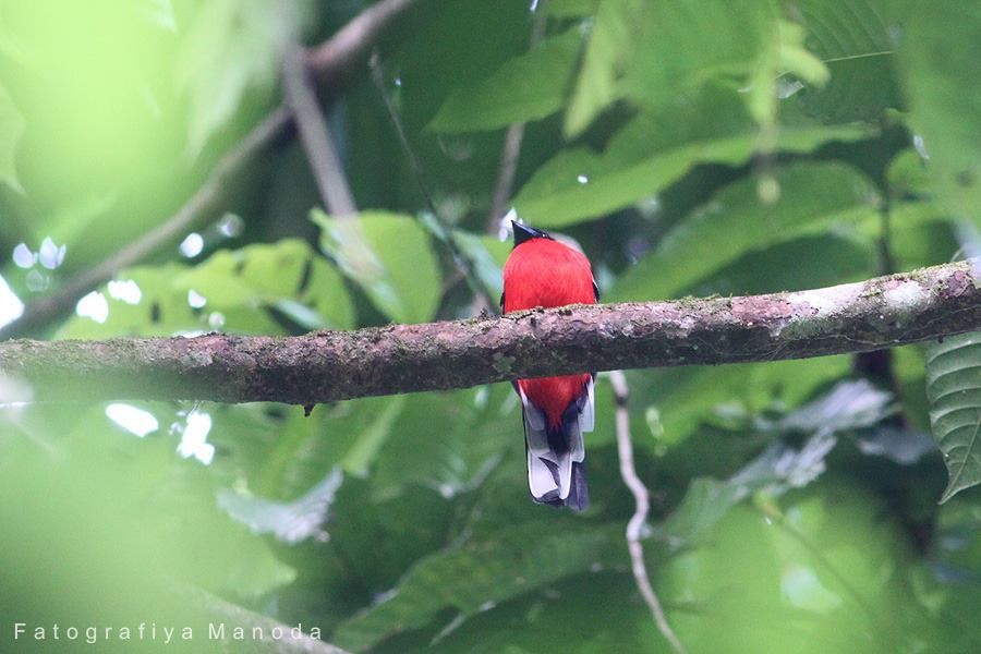 Scarlet-rumped Trogon - ML637048508