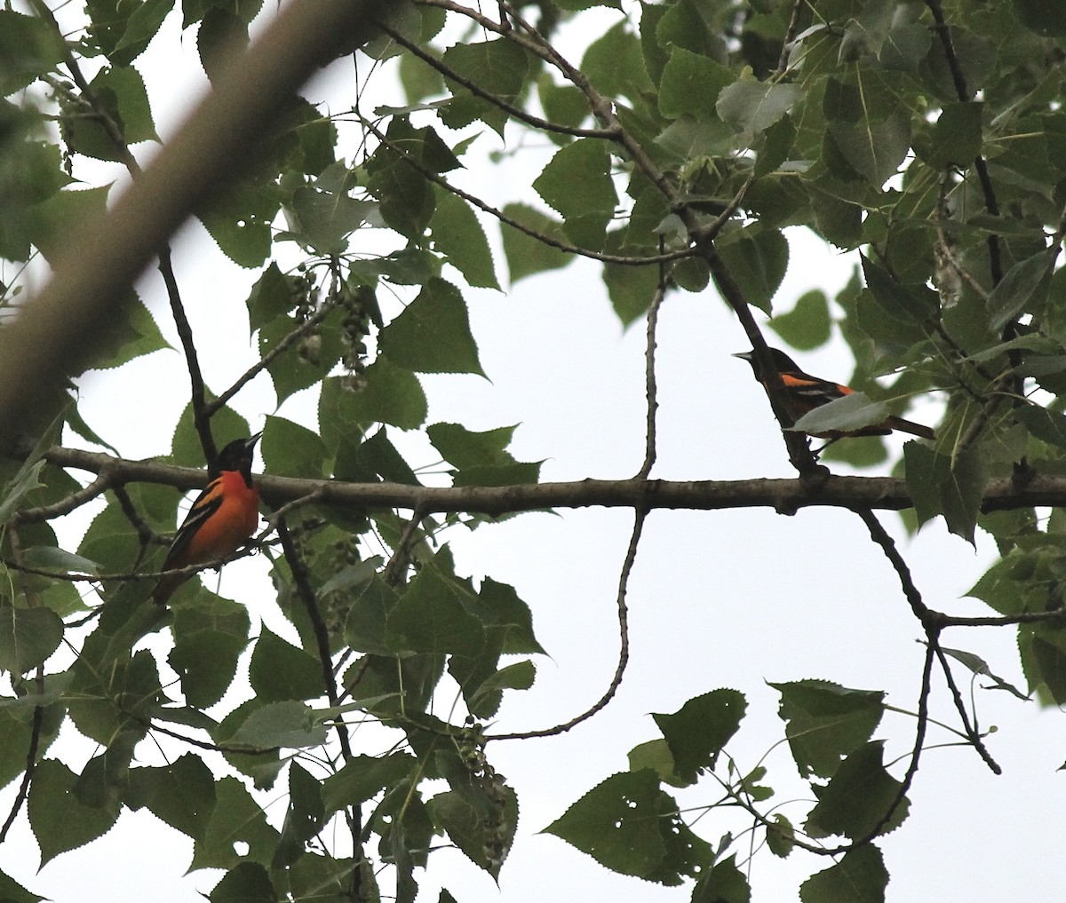 Baltimore Oriole - ML637048514