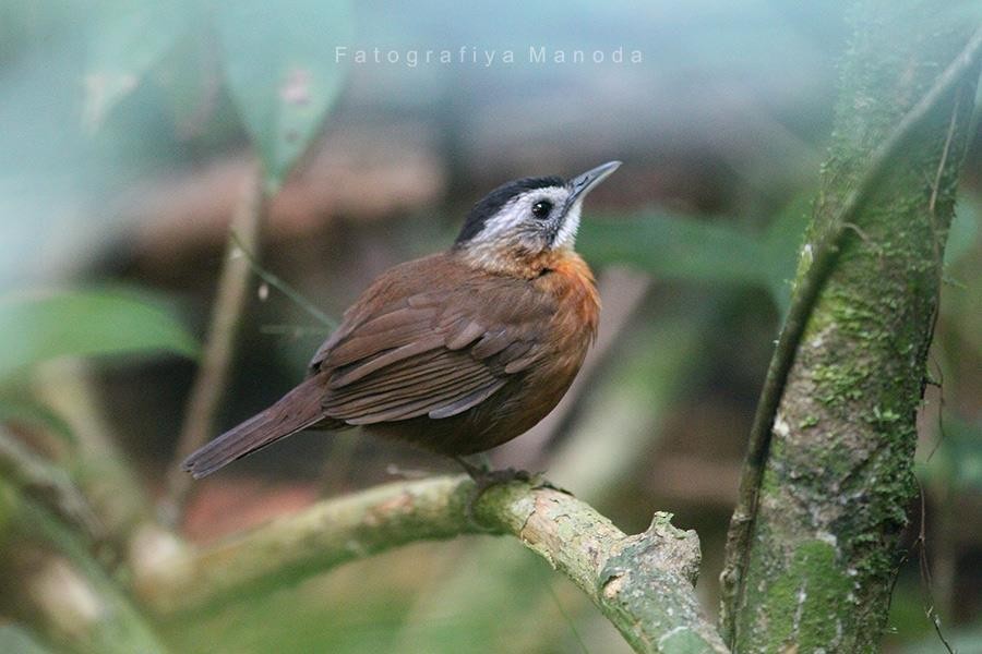 Malayan Black-capped Babbler - ML637048531