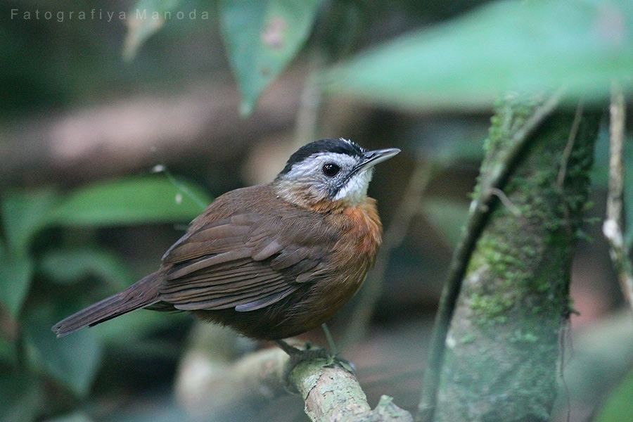 Malayan Black-capped Babbler - ML637048532