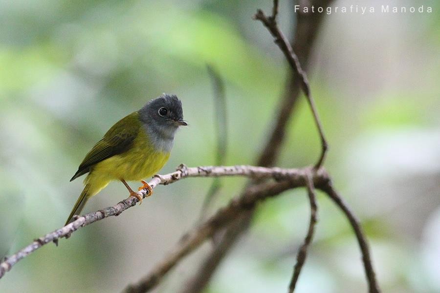 Gray-headed Canary-Flycatcher - ML637048541