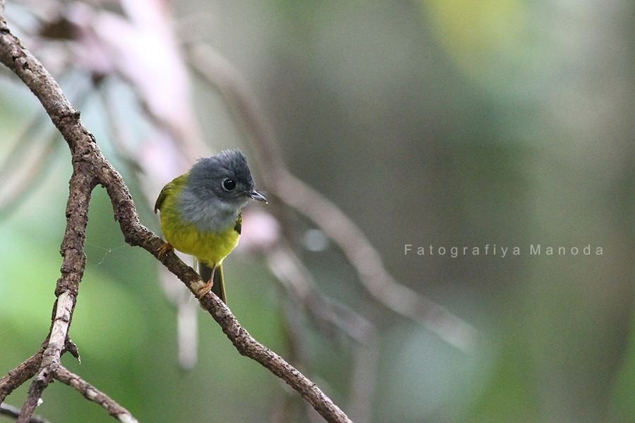Gray-headed Canary-Flycatcher - ML637048542