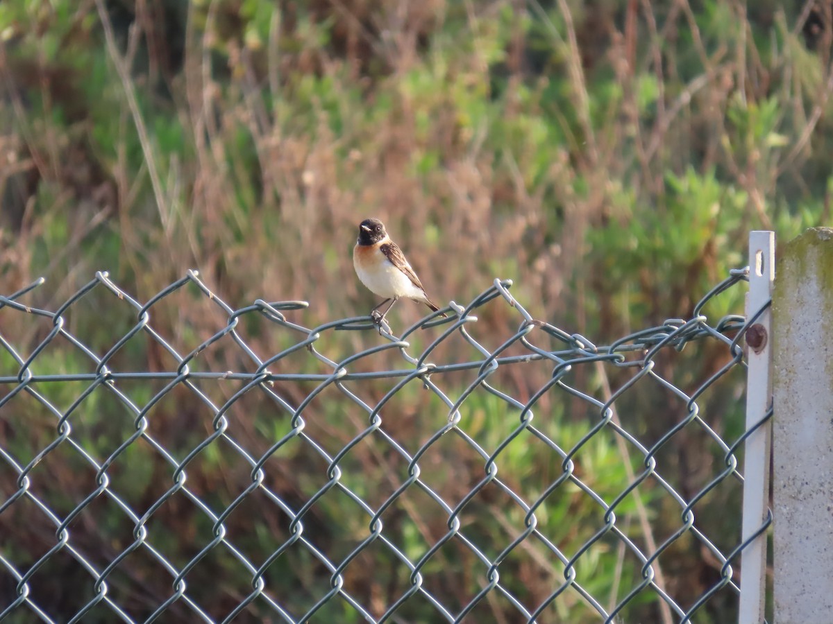 Siberian Stonechat (Caspian) - ML637048543