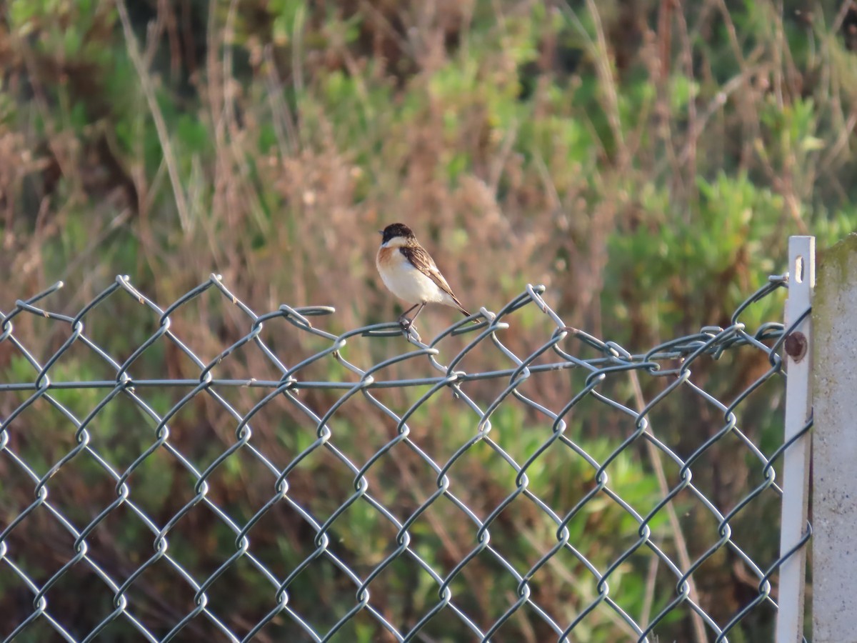 Siberian Stonechat (Caspian) - ML637048544