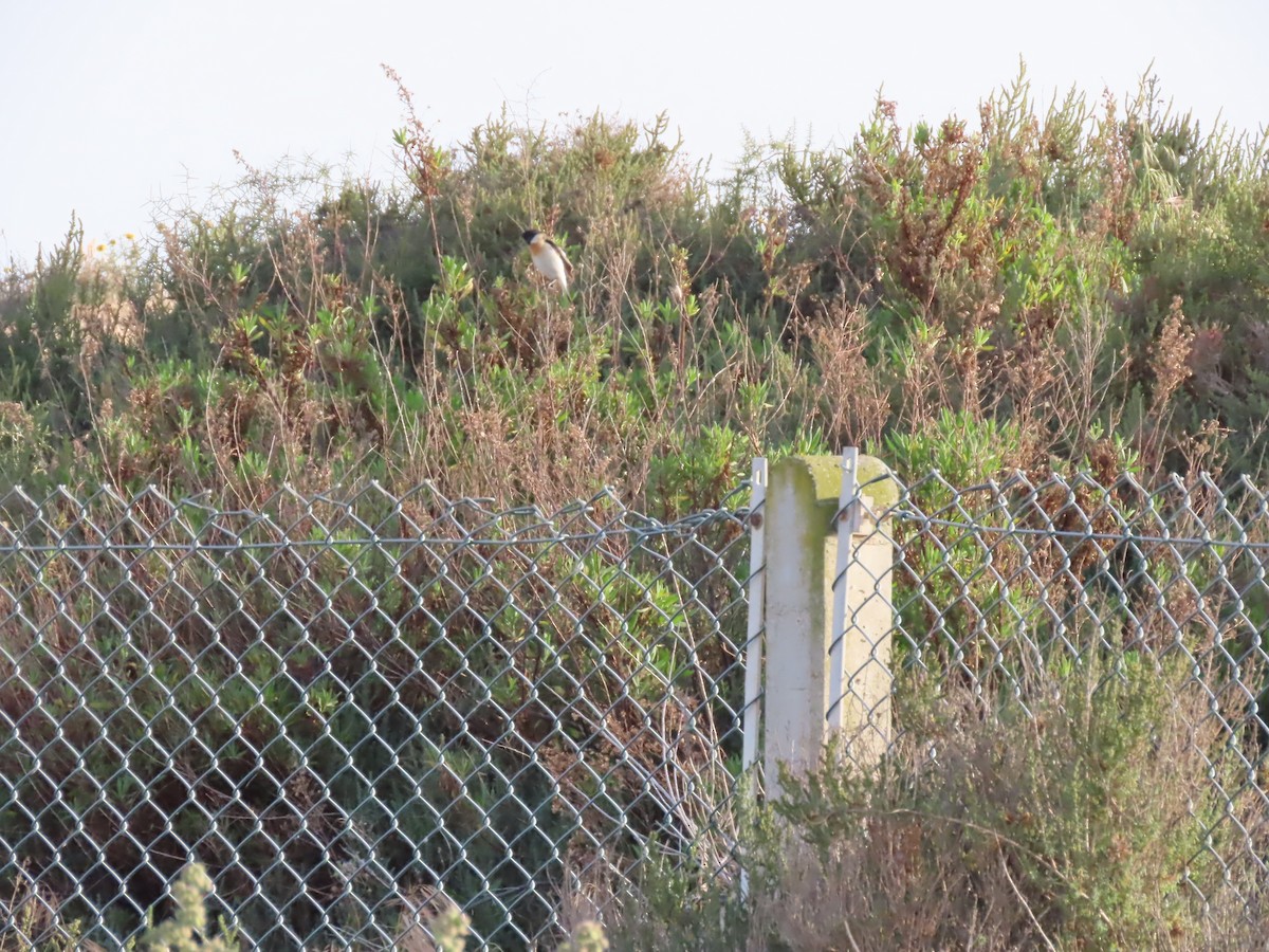Siberian Stonechat (Caspian) - ML637048545