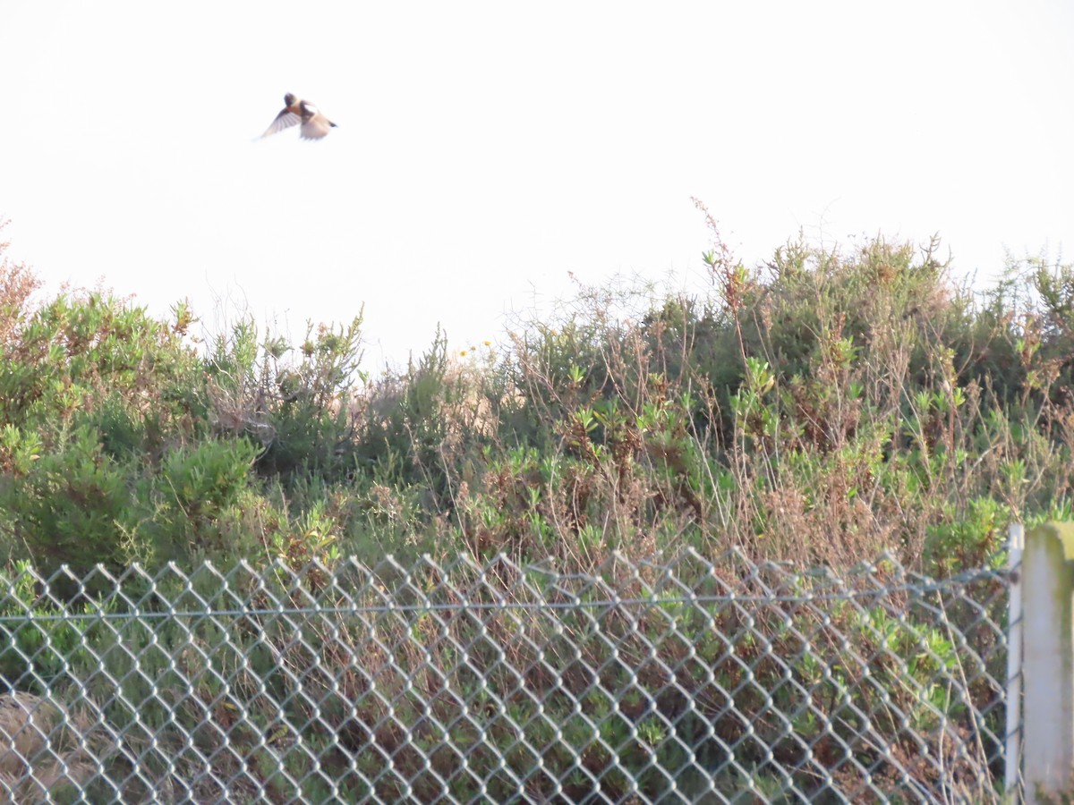 Siberian Stonechat (Caspian) - ML637048548