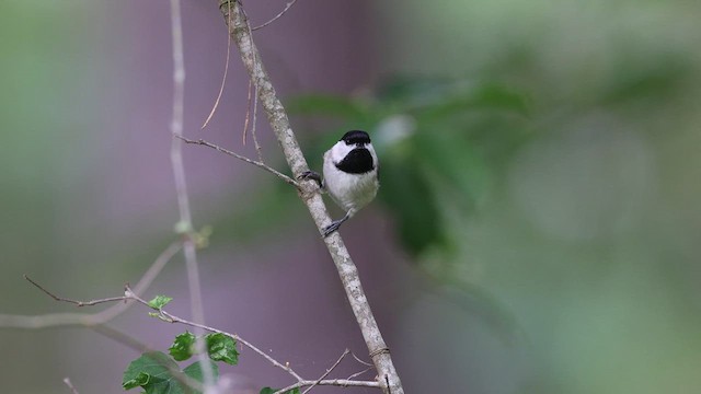 Carolina Chickadee - ML637048549