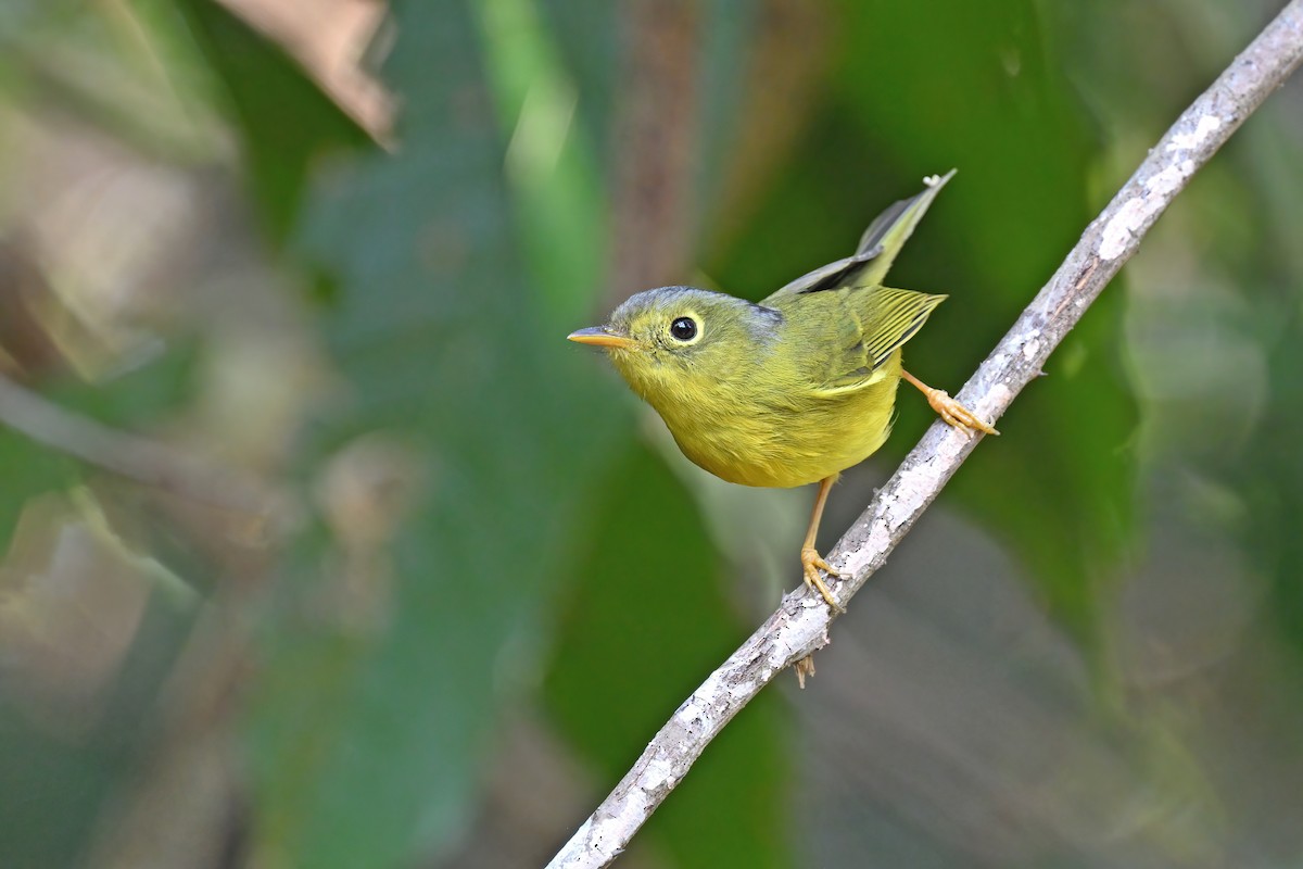 Bianchi's Warbler - ML637048550