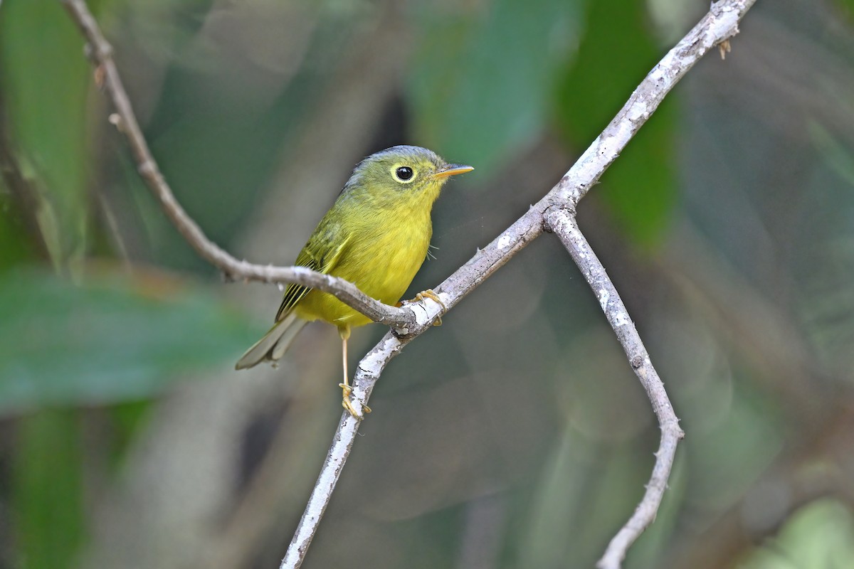Bianchi's Warbler - ML637048551