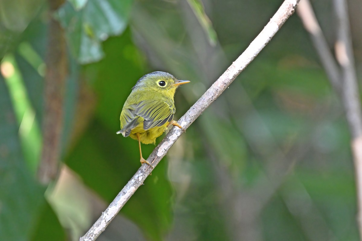 Bianchi's Warbler - ML637048553
