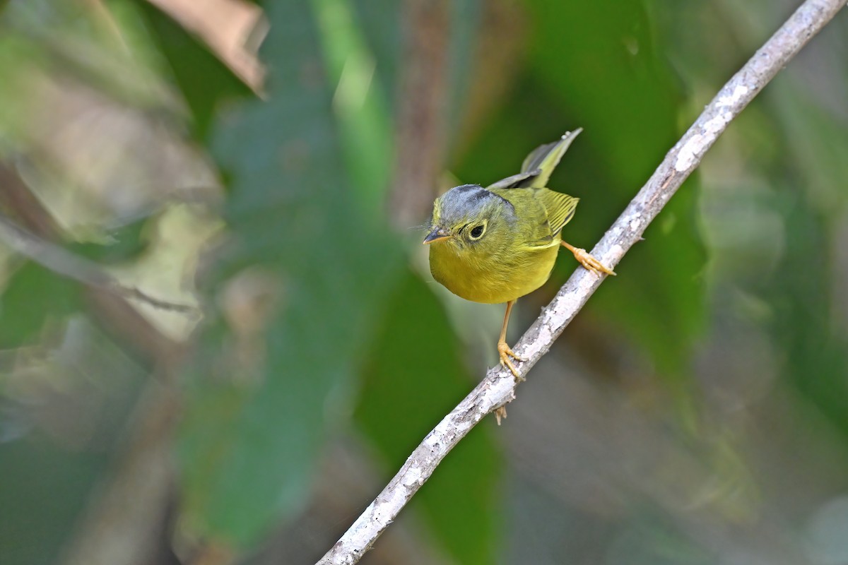 Bianchi's Warbler - ML637048555
