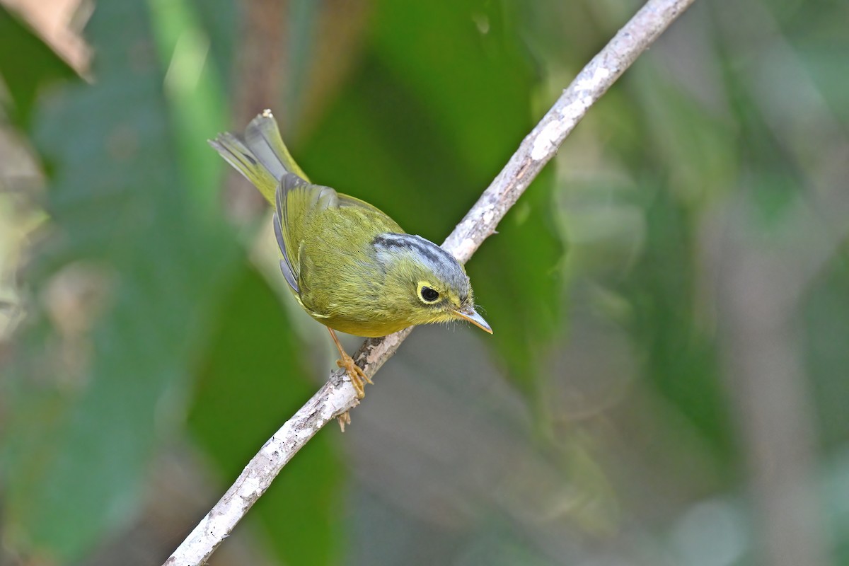 Bianchi's Warbler - ML637048556